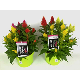 Federbusch, Celosia Hybriden »Trio«, Blüte: dreifarbig, einfach