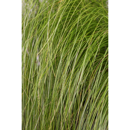 Federgras, Stipa tenuifolia »Pony Tails«, Pflanzenhöhe: 30-40 cm, weiß/grün