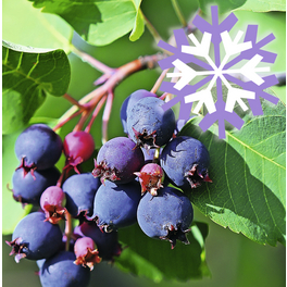Felsenbirne 'Polar Fruits', Amelanchier grandiflora, Frucht: blauschwarz