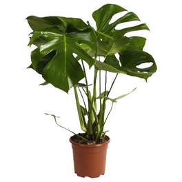 Fensterblatt, Monstera deliciosa Fensterblatt, Monstera deliciosa