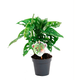 Monstera - online bestellen auf hagebau.at