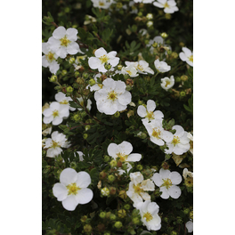 Fingerstrauch, Potentilla fruticosa »Abbotswood«, Blätter: grün, Blüten: weiß