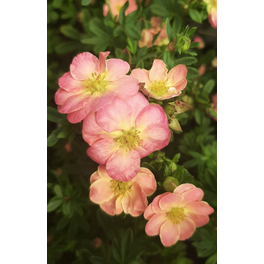 Fingerstrauch, Potentilla fruticosa »Apple Pie«, Blätter: grün, Blüten: apricot