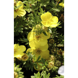 Fingerstrauch, Potentilla fruticosa »Goldstar«, Blätter: grün, Blüten: gelb