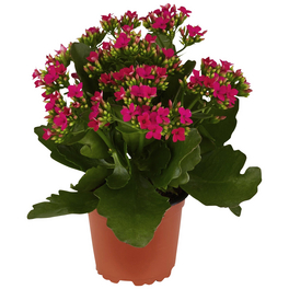 Flammendes Kaethchen, Kalanchoe blossfeldiana, Blütenfarbe: violett Flammendes Kaethchen, Kalanchoe blossfeldiana, Blütenfarbe: violett