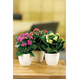 Flammendes Kaethchen, Kalanchoe blossfeldiana »Calandiva«, Blütenfarbe: mehrfarbig Flammendes Kaethchen, Kalanchoe blossfeldiana »Calandiva«, Blütenfarbe: mehrfarbig