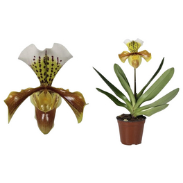 Frauenschuh, Paphiopedilum hybriden »F1«, Blüte: zweifarbig
