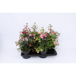 Fuchsie, Fuchsia Hybriden, Blüte: Farbmix