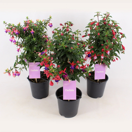 Fuchsie, Fuchsia Hybriden, Blüte: gemischt, einfach