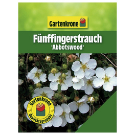 Fünffingerstrauch, Potentilla fruticosa »Abbotswood«, Blätter: grün, Blüten: weiß