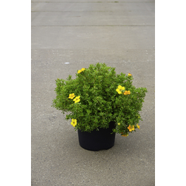 Fünffingerstrauch, Potentilla fruticosa »Bella Sol®«, Blätter: grün, Blüten: goldgelb