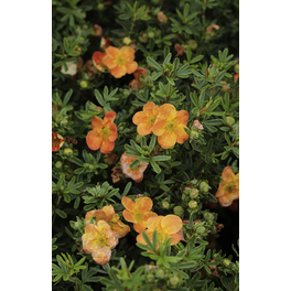 Fünffingerstrauch, Potentilla fruticosa »Bella Sol«, Blätter: grün, Blüten: orange