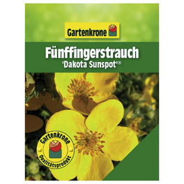Fünffingerstrauch, Potentilla fruticosa »Dakota Sunspot«, Blätter: grün, Blüten: gelb