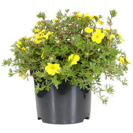 Fünffingerstrauch, Potentilla fruticosa »Kobold«, Blätter: grün, Blüten: gelb