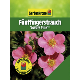 Fünffingerstrauch, Potentilla fruticosa »Lovely Pink«, Blätter: grün, Blüten: rosa/pink
