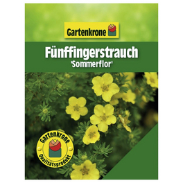 Fünffingerstrauch, Potentilla fruticosa »Sommerflor«, Blätter: grün, Blüten: gelb