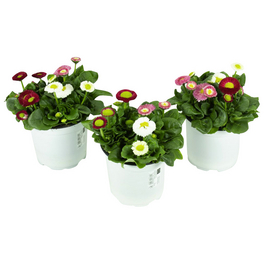 Gaensebluemchen, Bellis perennis »Trio«, Blütenfarbe: dreifarbig Gaensebluemchen, Bellis perennis »Trio«, Blütenfarbe: dreifarbig