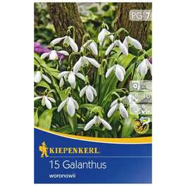 Galanthus Woronowii, Weiß, 15 Blumenzwiebeln