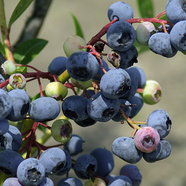 Garten-Heidelbeere, Vaccinium corymbosum »Darrow«, insektenfreundlich