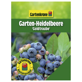 Garten-Heidelbeere, Vaccinium corymbosum »Goldtraube«, Frucht: blau, zum Verzehr geeignet