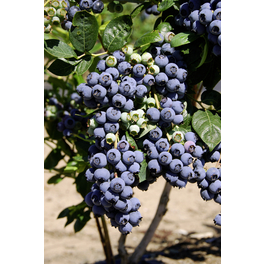 Garten-Heidelbeere, Vaccinium corymbosum »Goldtraube«, Frucht: blau, zum Verzehr geeignet