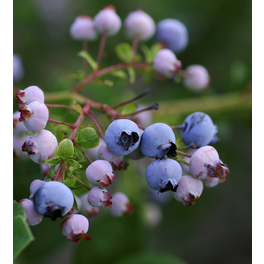 Garten-Heidelbeere, Vaccinium corymbosum »Jersey«, Frucht: hellblau, insektenfreundlich