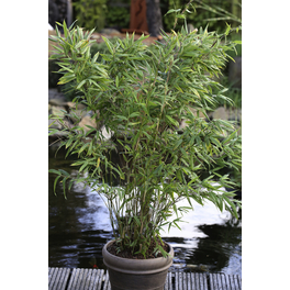 Gartenbambus, Fargesia murieliae »Eike«, Pflanzenhöhe: 40-60 cm, grün Gartenbambus, Fargesia murieliae »Eike«, Pflanzenhöhe: 40-60 cm, grün