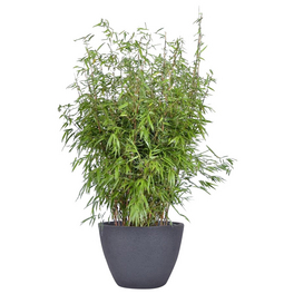 Gartenbambus murielae Fargesia »Jumbo« Gartenbambus murielae Fargesia »Jumbo«
