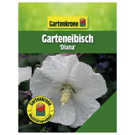 Garteneibisch, Hibiscus syriacus »Diana«, Blätter: grün, Blüten: weiß