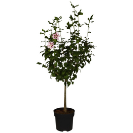 Garteneibisch, Hibiscus syriacus »Hamabo«, Blätter: grün, Blüten: hellrosa