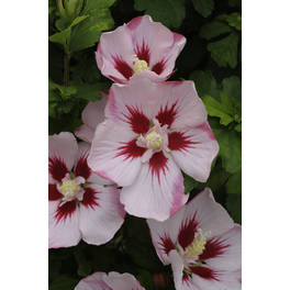 Garteneibisch, Hibiscus syriacus »Hamabo«, Blätter: grün, Blüten: rosarot