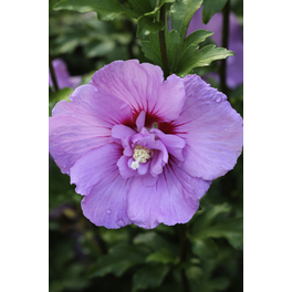 Garteneibisch, Hibiscus syriacus »Purple Ruffles«, Blätter: grün, Blüten: purpurfarben