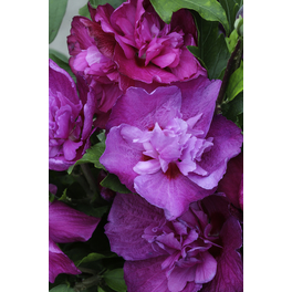 Garteneibisch, Hibiscus syriacus »Woodbridge«, Blätter: grün, Blüten: pink