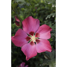 Garteneibisch, Hibiscus syriacus »Woodbridge«, Blätter: grün, Blüten: pink