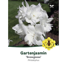 Gartenjasmin, Philadelphus »Snowgoose«, Blätter: dunkelgrün, Blüten: weiß