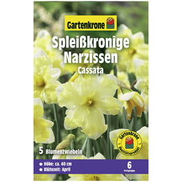 Gartenkrone Narzisse Cassata, Elfenbeinweiß, 5