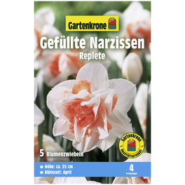 Gartenkrone Narzisse Replete, Weiß-Rosa, 5