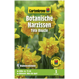 Gartenkrone Narzisse Tete Boucle, Gelb, 4