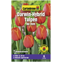 Gartenkrone Tulpe Ad Rem, Rot/Gelb, 7