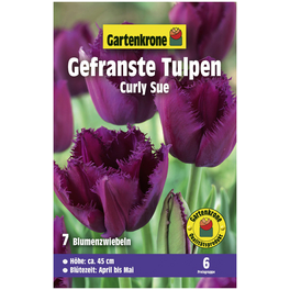 Gartenkrone Tulpe Curly Sue, Lila, 7
