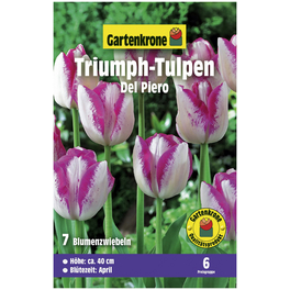 Gartenkrone Tulpe Del Piero, Weiß-Rosa, 7