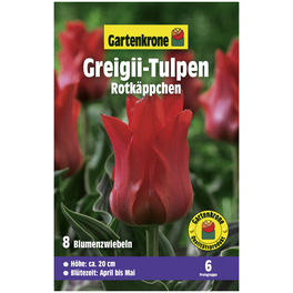 Gartenkrone Tulpe Greigii Rotkäppchen, Rot, 8