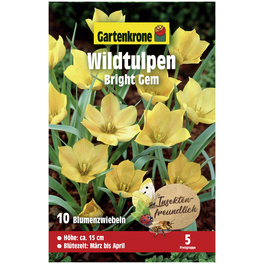 Gartenkrone Wildtulpe Bright Gem, Gelborange, 10