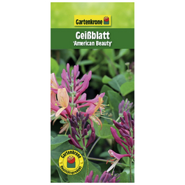 Geißblatt, Lonicera »American Beauty«, Blüte: zweifarbig