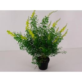Geissklee, Cytisus maderensis, Blätter: grün, Blüten: gelb