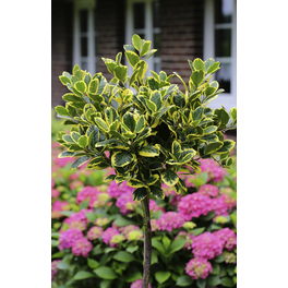 Gelbbunte Stechpalme, Ilex altaclarensis »Golden King«, Blätter: grün, Blüten: weiß