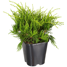 Gelber Strauchwacholder, Juniperus Media »Old Gold«, winterhart