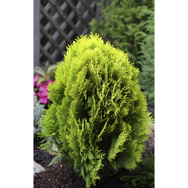 Gelber Zwerg-Lebensbaum, Thuja orientalis »Aurea Nana«, grün, max. Wuchshöhe: 250 cm