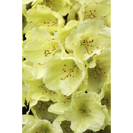 Gelber Zwerg-Rhododendron, Rhododendron ludlowii »Wren«, gelb, Höhe: 30 - 40 cm