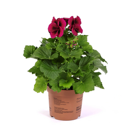 Geranie Edel, Pelargonium grandiflorum, Blüte: gemischt, einfach